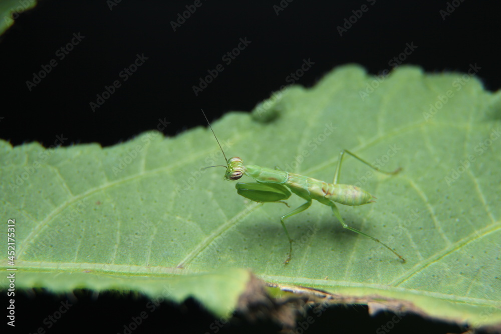 Praying Mantis on leaf at night. Praying Mantis on leaf at night.