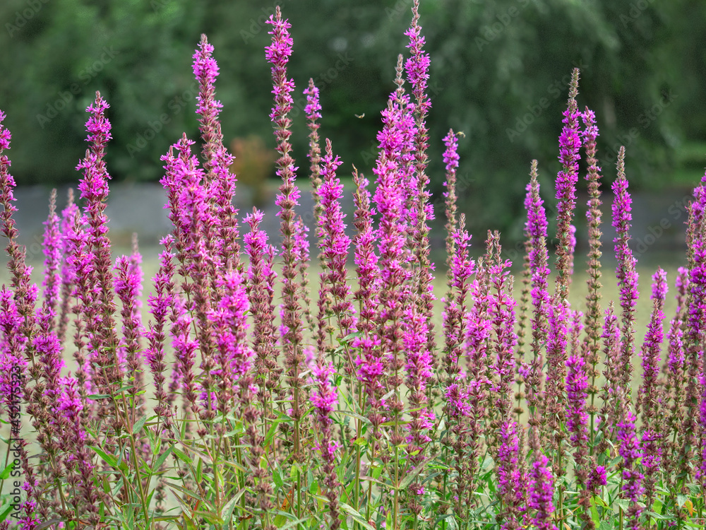 Obraz premium Purple loosestrife flower spikes, Lythrum virgatum Rosy Gem