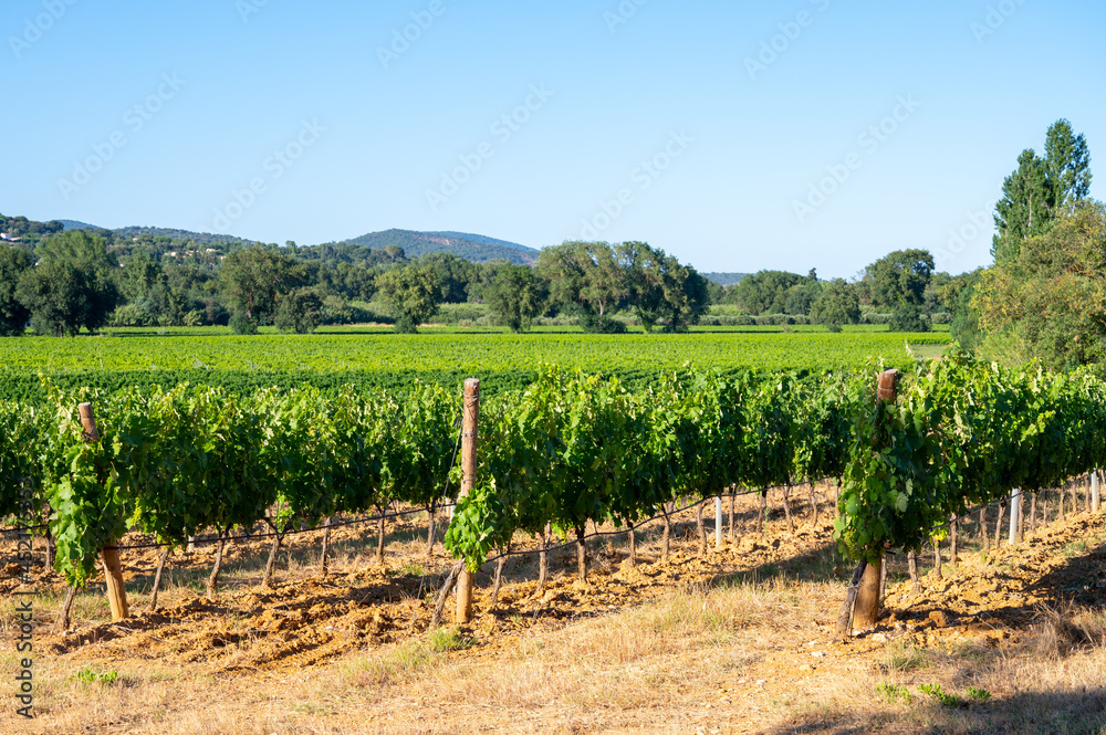 Wine making in  department Var in  Provence-Alpes-Cote d'Azur region of Southeastern France, vineyards in July with young green grapes near Saint-Tropez, cotes de Provence wine.