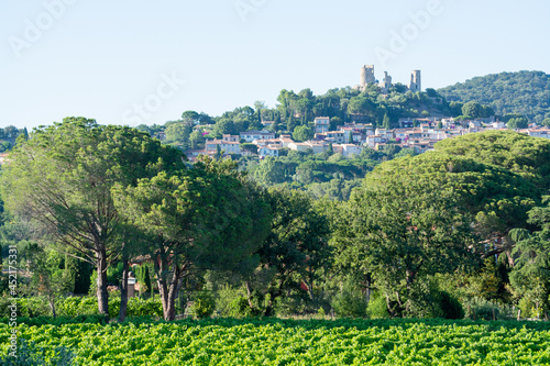 Wine making in  department Var in  Provence-Alpes-Cote d Azur region of Southeastern France  vineyards in July with young green grapes near Saint-Tropez  cotes de Provence wine.