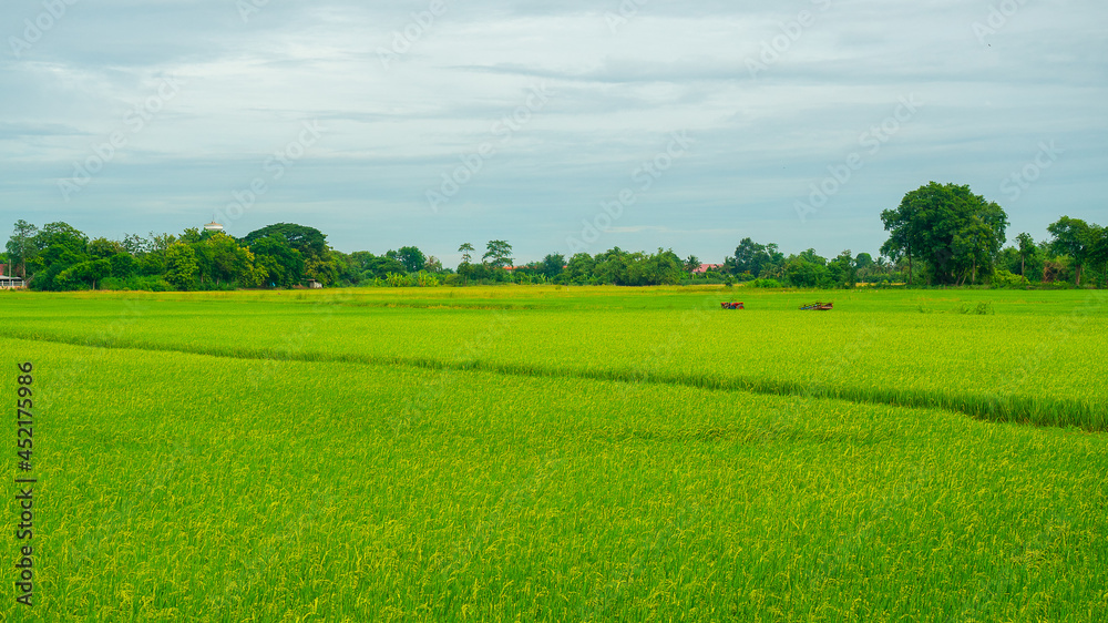 Fototapeta premium The Rice planting time to harvest