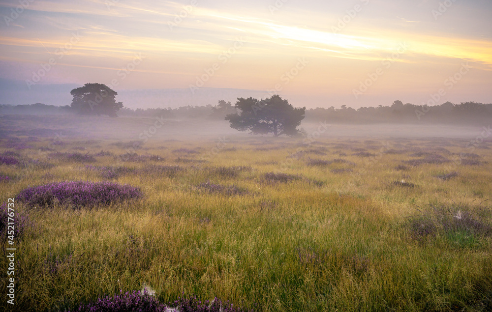 Obraz premium Westruper Heide bei Haltern im Münsterland
