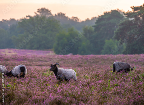 Westruper Heide bei Haltern im Münsterland photo