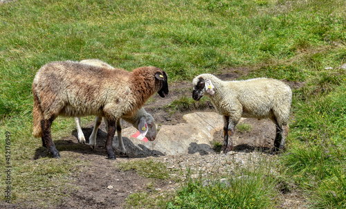 Schaf, Schafe, Großglockner, Nationalpark, Hohe Tauern, Kaiser-Franz-Josefs-Höhe, Margaritzenstausee, Weg, Wanderweg, grasen, fressen, Wolle, dicht, Ohren, Schlappohren, buschig, Schwanz, Weide, Somme photo