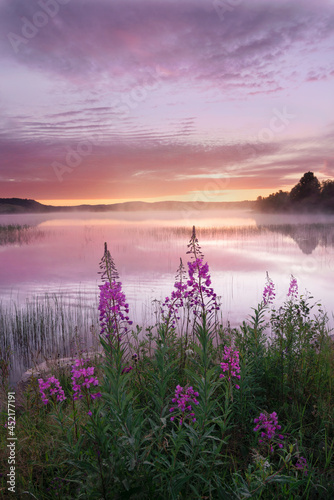 early morning by the lake, fog over the water, ivan chai is blooming, pink dawn, summer morning