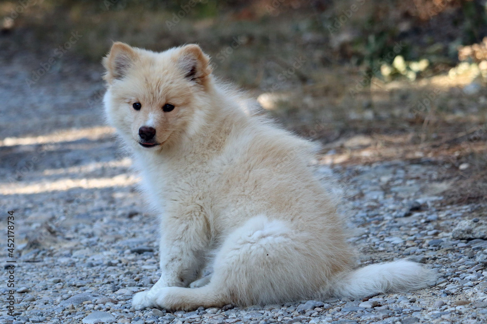 Obraz premium chien finnois de Laponie