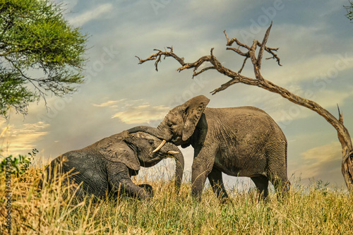 Two young african elephants playing beneath tree against dramatic sky