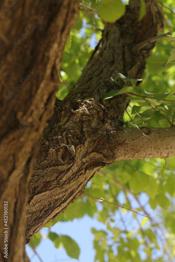Fototapeta premium A la sombra de un árbol
