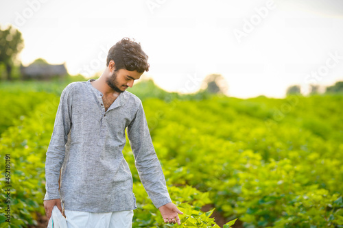 Young Indian farmer examining a plant in a cotton field