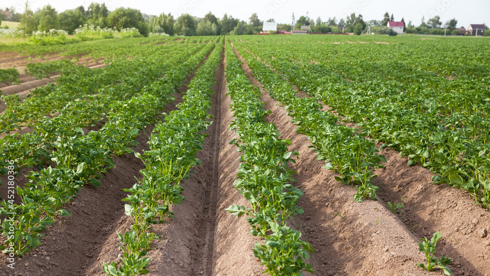 Obraz premium Landscape with agricultural fields in sunny weather. A field of potatoes in the countryside.