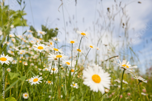 Camomile flowers on a lovely summers day.
