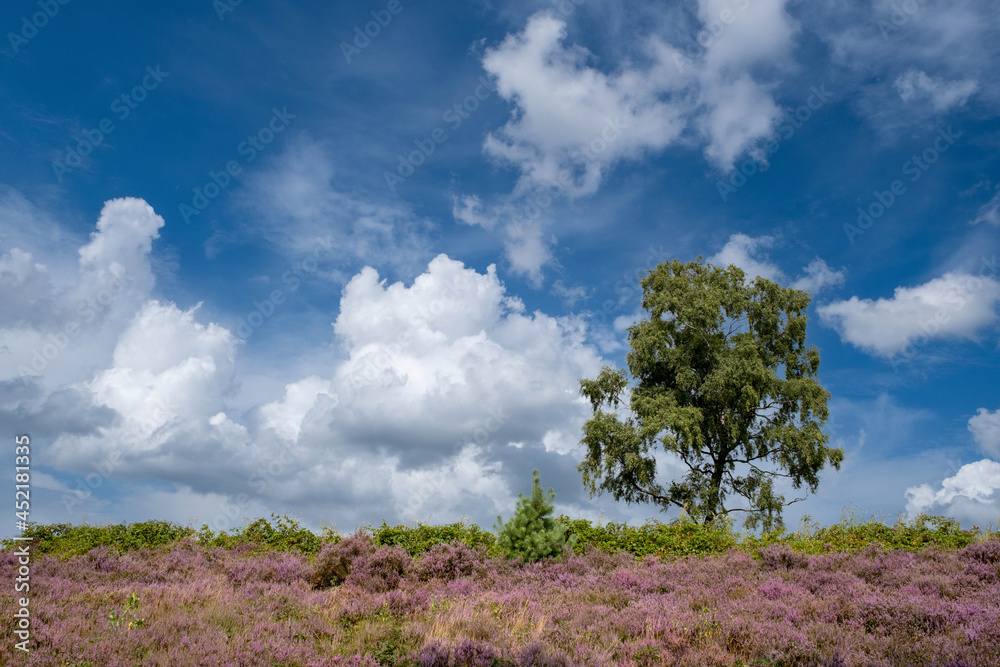 Nature reserve, De Renderklippen, Heerde - Epe, Gelderland Province, THe Netherlands Nature reserve, De Renderklippen, Heerde - Epe, Gelderland Province, THe Netherlands