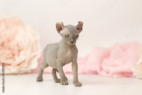 Wallpaper Mural Elf cat kitten on white and pink background Torontodigital.ca