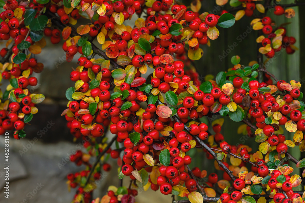 Fototapeta premium Cotoneaster horizontalis red berries