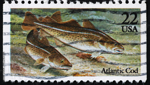 Atlantic cods on american postage stamp
