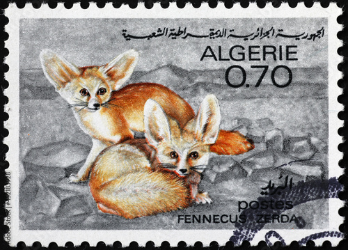 Couple of fennecs on algerian postage stamp