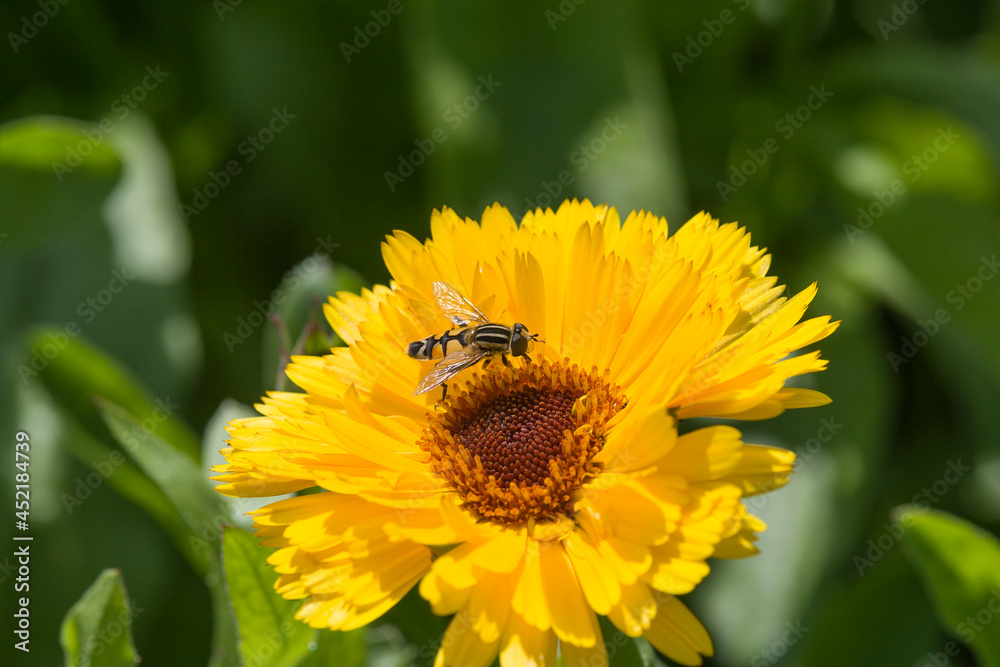 bumblebee collects honey and nectar from flower bumblebee collects honey and nectar from flower