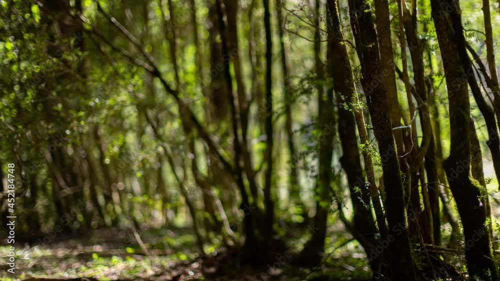Forest timelapse with passing shadows Forest timelapse with passing shadows
