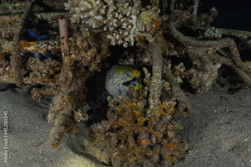 Moray eel Mooray lycodontis undulatus in the Red Sea  Eilat Israel 