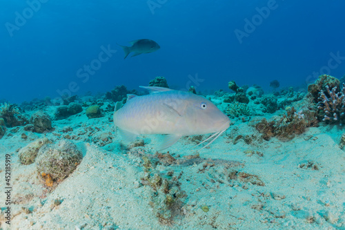 Fish swim in the Red Sea, colorful fish, Eilat Israel  © yeshaya