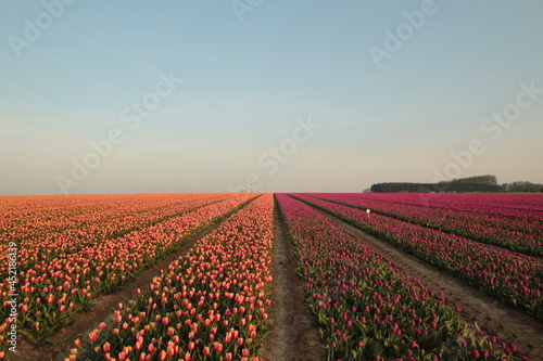 Champ de tulipes