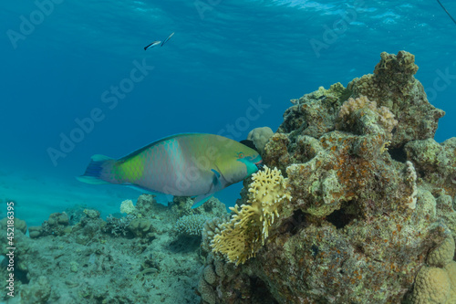 Fish swim in the Red Sea  colorful fish  Eilat Israel 