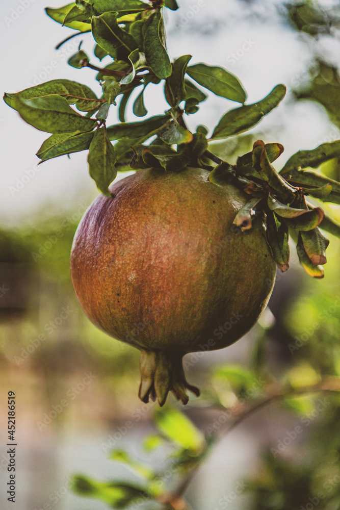 Pomegranate Pomegranate
