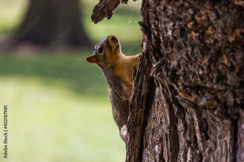 A squirrel climbing up a tree A squirrel climbing up a tree