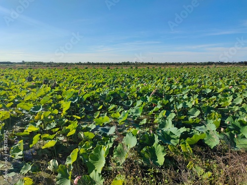 field of lotus plant 