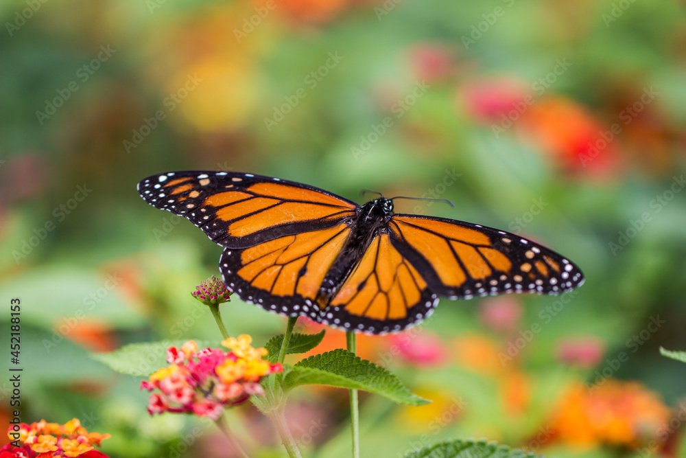A close up of a butterfly landing on bright, colorful flowers A close up of a butterfly landing on bright, colorful flowers