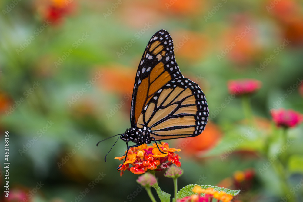 Fototapeta premium A close up of a butterfly landing on bright, colorful flowers