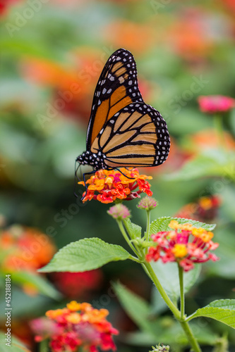 A close up of a butterfly landing on bright, colorful flowers © Jaden