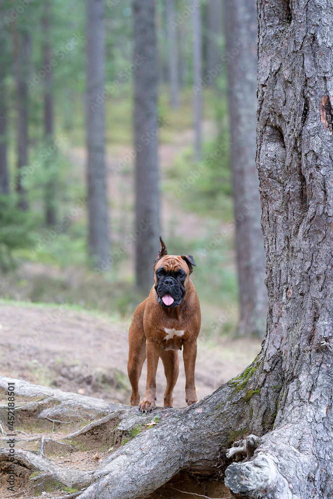 a beautiful German boxer dog stands in the forest next to a tree with beautiful roots a beautiful German boxer dog stands in the forest next to a tree with beautiful roots
