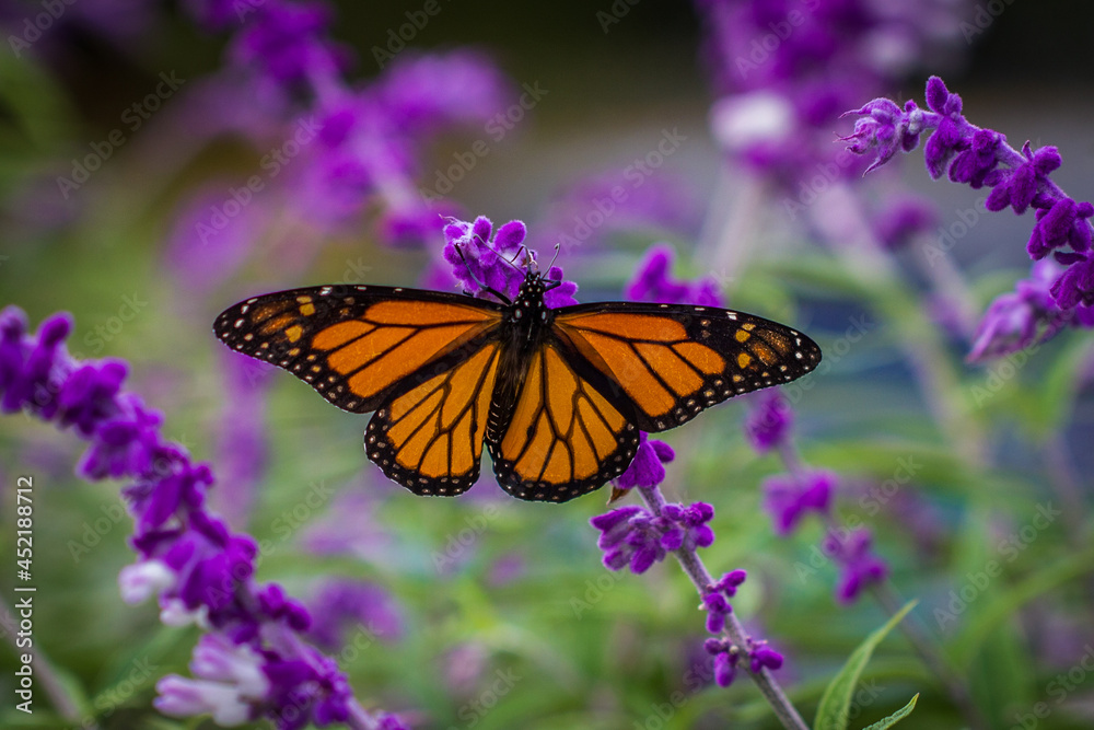 A bright orange butterfly lands on pink and orange flowers with its wings spread A bright orange butterfly lands on pink and orange flowers with its wings spread