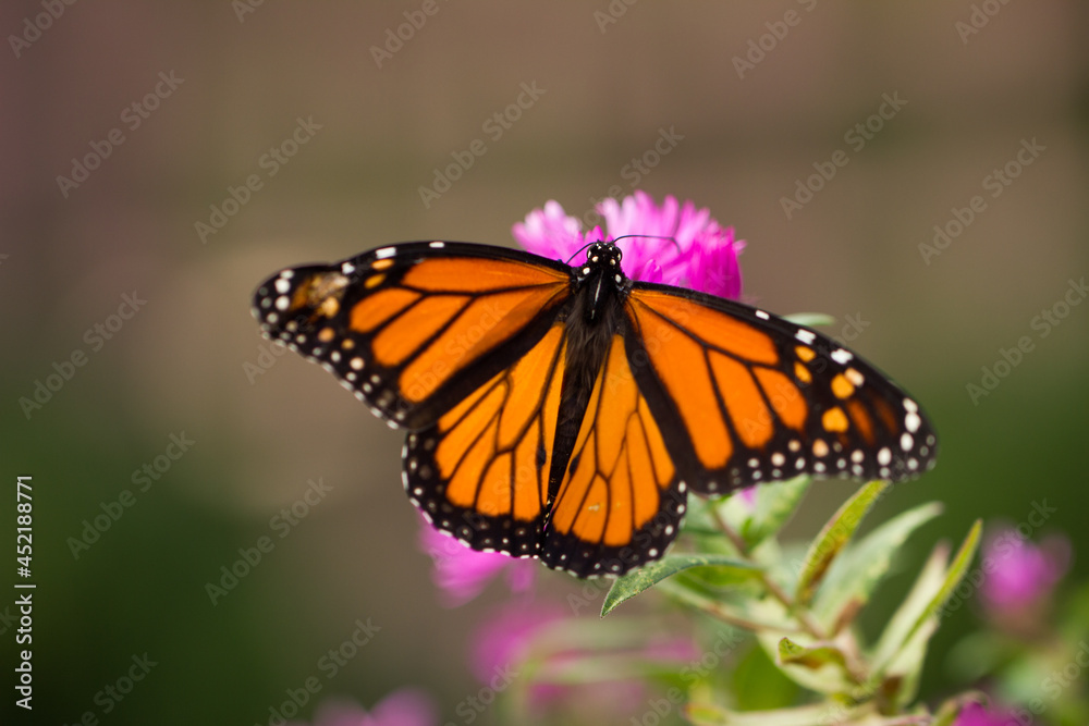 A bright orange butterfly lands on pink and orange flowers with its wings spread A bright orange butterfly lands on pink and orange flowers with its wings spread