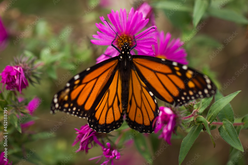 A bright orange butterfly lands on pink and orange flowers with its wings spread A bright orange butterfly lands on pink and orange flowers with its wings spread
