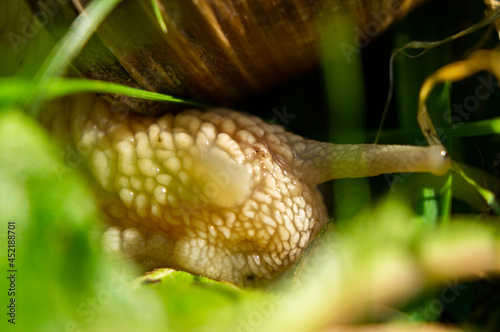 Large snail close-up. Macro photography