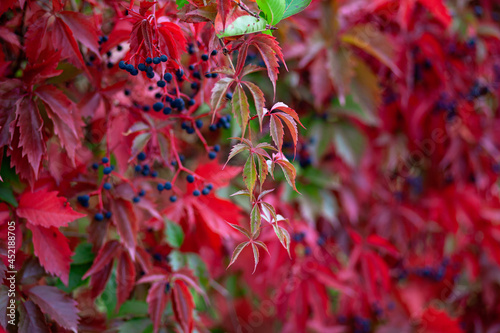 Red leaves and bunches of wild grapes. Selective focus..