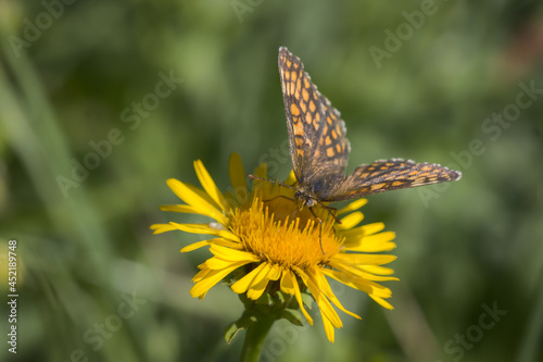 schlüsselblumen würfelfalter auf einer Pusteblume photo