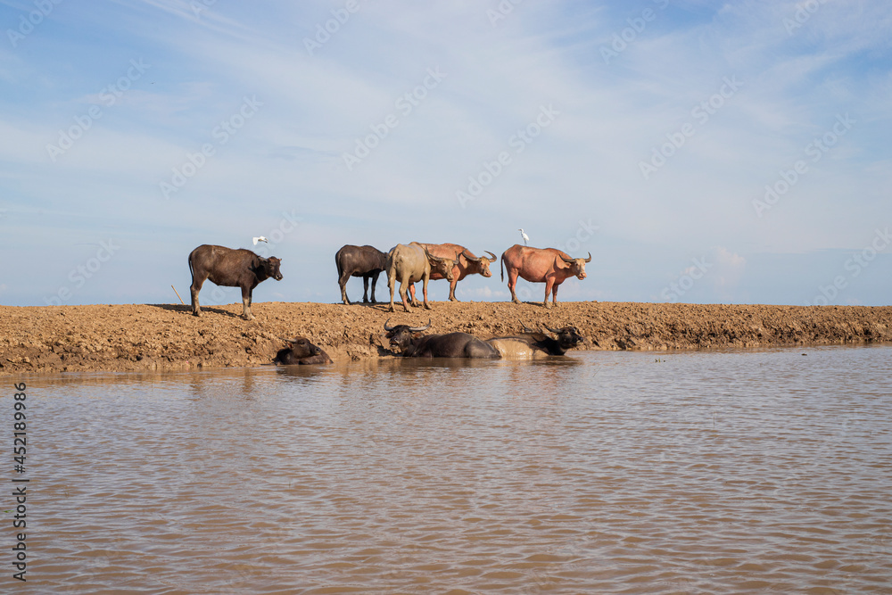Obraz premium Water buffalo, Thale Noi, Phatthalung, Thailand