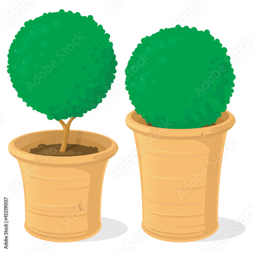 A set of vector topiary box trees or shrubs in terracotta plant pots