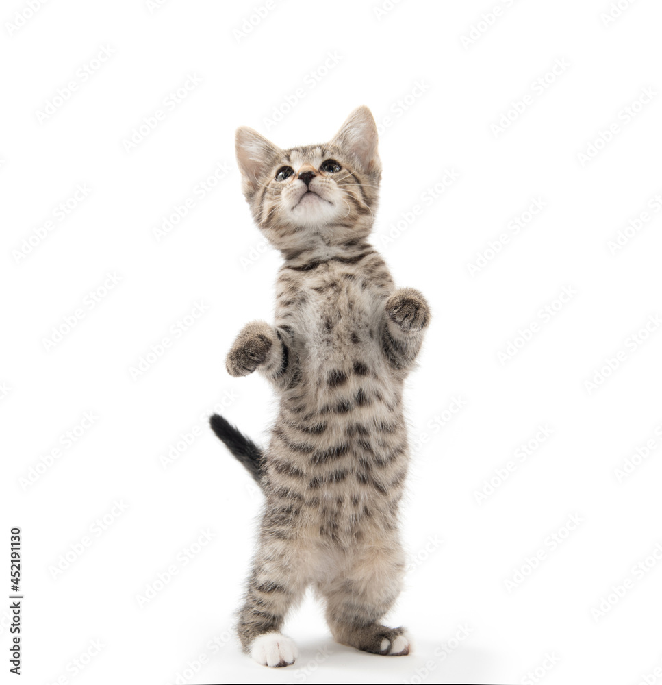 Fototapeta premium Cute tabby kitten on white