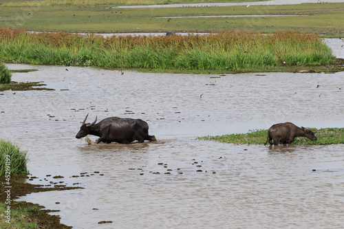 Water buffalo  Thale Noi  Phatthalung  Thailand