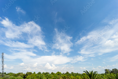 Clear blue sky with white fluffy clouds in the daytime over the forest.