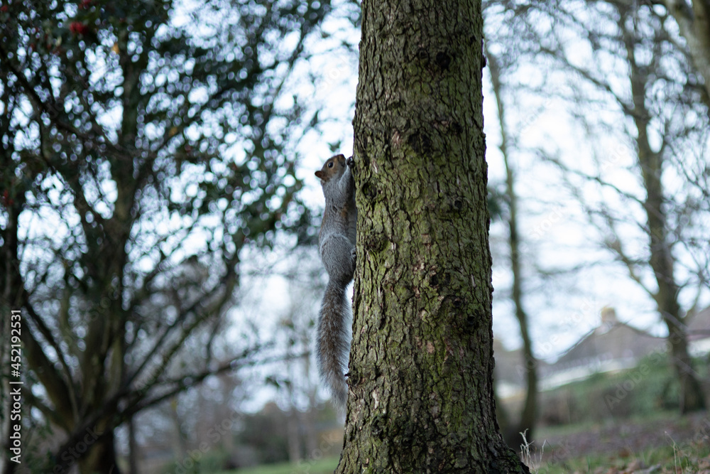 Obraz premium funny cute squirrel in the nature
