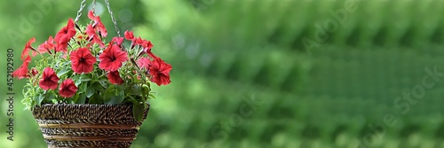 banner hanging pots with blooming red petunias flowers on a green background. Ampel plant. House design, infield