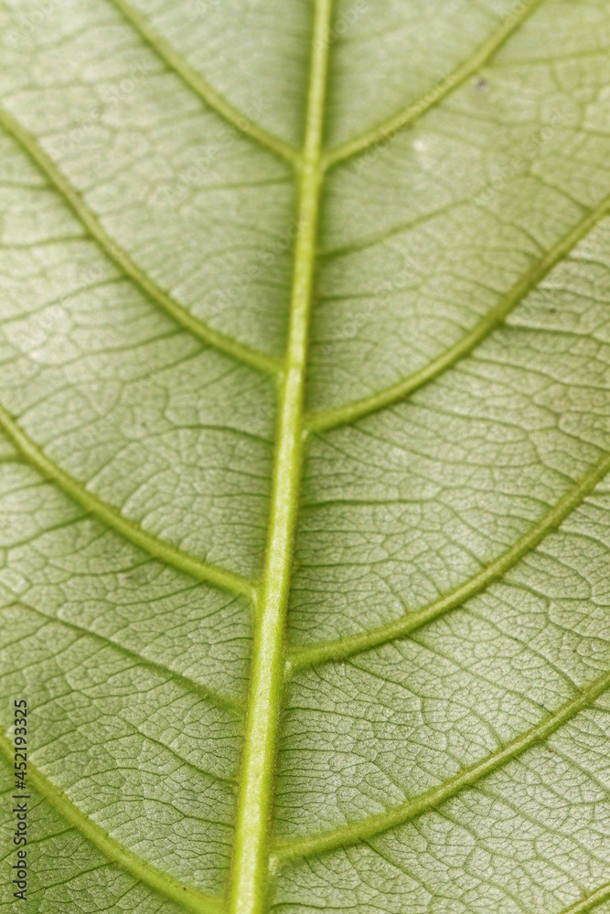 Obraz premium Red and yellow tropical leafs