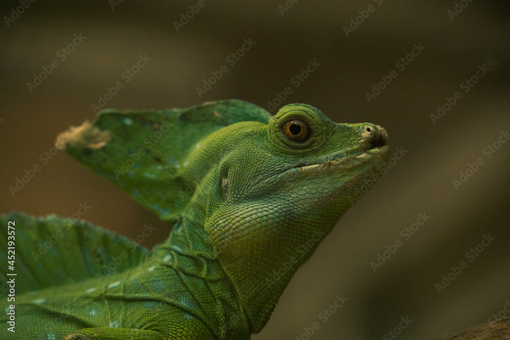 green lizard basilisk on a branch green lizard basilisk on a branch