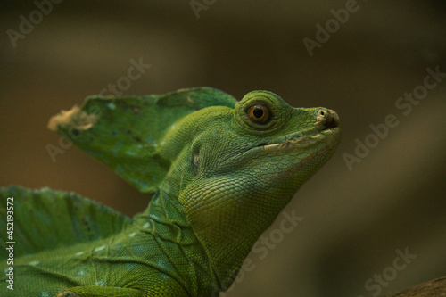 green lizard basilisk on a branch