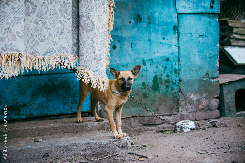 dog on the street